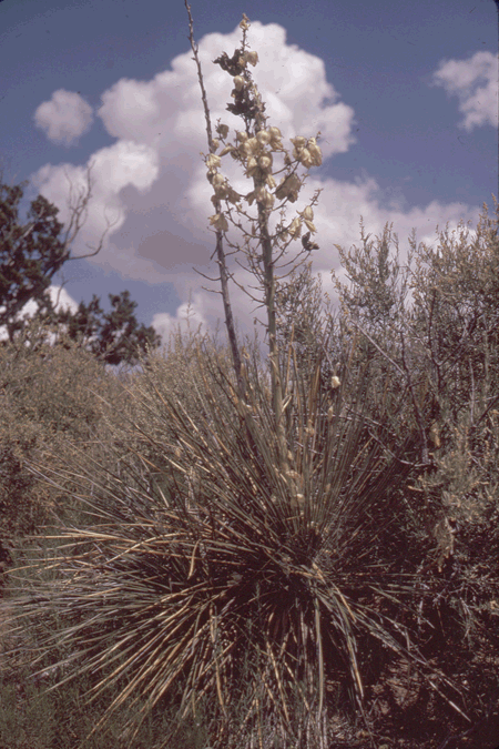 narrowleaf yucca